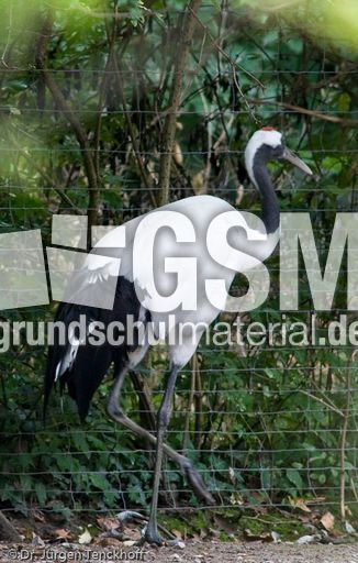 Mandschureikranich (3 von 3).jpg